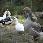 La Stalla Di Mario * Ormea