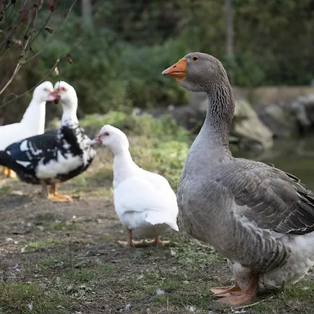 La Stalla Di Mario * Ormea