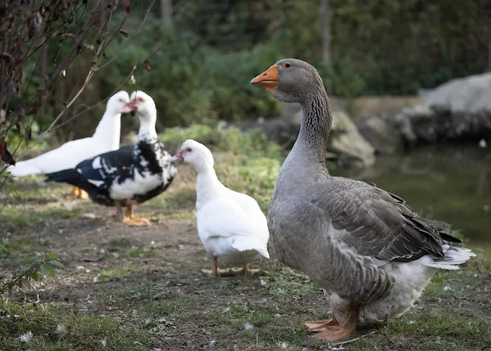 La Stalla Di Mario * Ormea